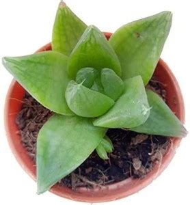 PLANT ORBIT Haworthia Truncata Green Rose Price in India - Buy PLANT ...