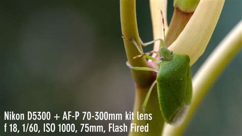 Raynox DCR-250 Sample Photos | Macro Photography with Raynox DCR-250 ...