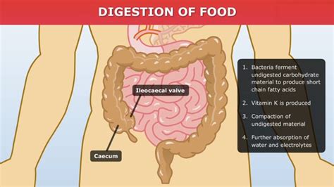 Image result for How Does Food Get Digested