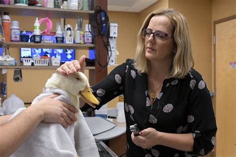 How Much Do Vet Visits Cost For Dogs
