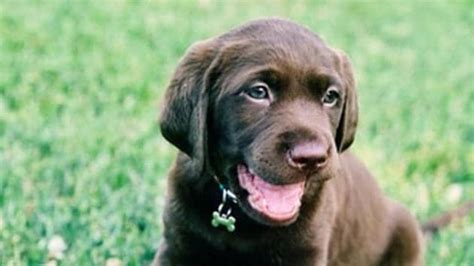 This Tinder-like app lets dog lovers swipe right for perfect pet match ...