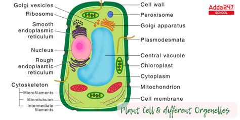 Plant Cell Definition, Structure, Function, Diagram & Types