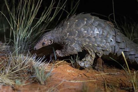 Pangolin Vs Armadillo Were You Able To Spot The Differences Between A