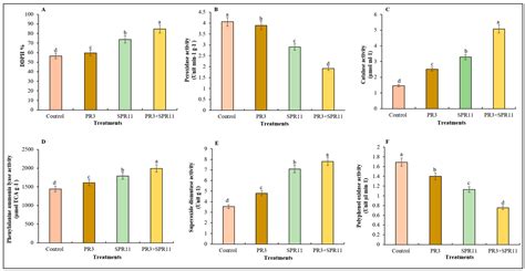 Microbial Alliance of Paenibacillus sp. SPR11 and Bradyrhizobium ...