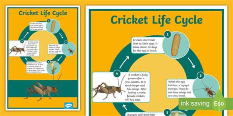 Cricket Life Cycle Diagram | Year 4 Science Poster | Twinkl