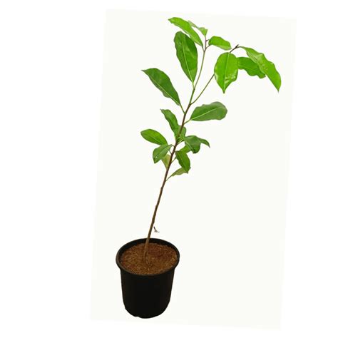 Buy Maulsari Plant Online | Manbhawan Nursery