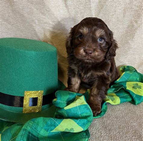 Image result for Mini Cockapoo