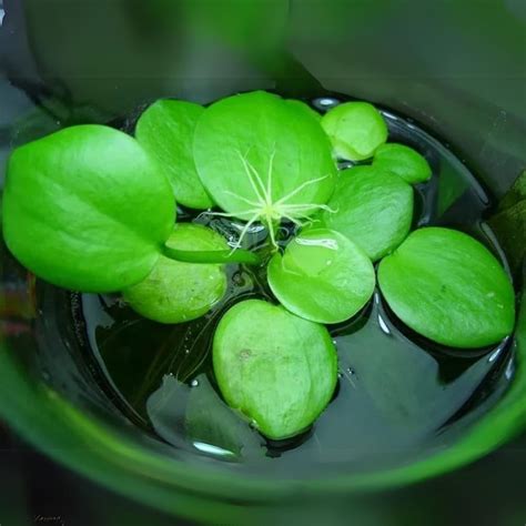 Frogbit Floating Plants (Pack Of 5) | Live Plant – cloningaquapets