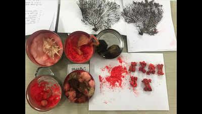 Meerut Forest Department: Used for tantric rituals, body parts of ...