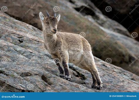 Adorable Spanish Ibex on the Cliff Stock Image - Image of fauna ...