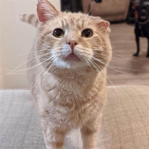 How to Describe Your Cat - Humane Society of Southern Wisconsin