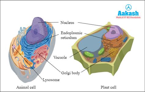 Vacuoles in Biology: Definition, Types and Importance | AESL