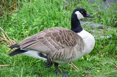 Image result for Goose Sim