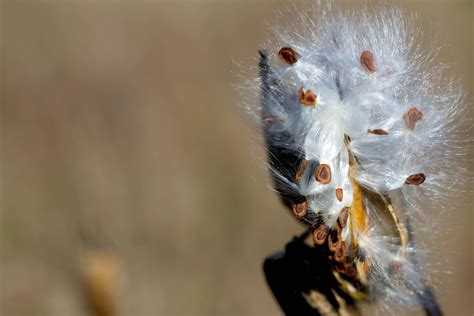 Free picture: milkweed, pods, opening, release, seeds