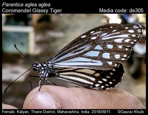 Parantica aglea | Butterfly