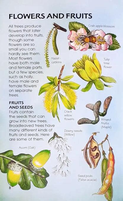 Usborne Spotter's Guides Trees – Books and You