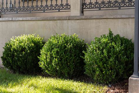 How to Plant Boxwoods | Shrubs for landscaping, Cottage garden plants ...