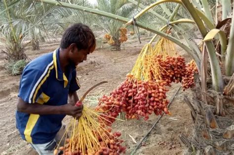 Date Palm Farmers In Gujarat Have Come Together To Improve Their Lives ...