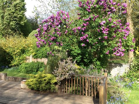 Image result for My Native Window