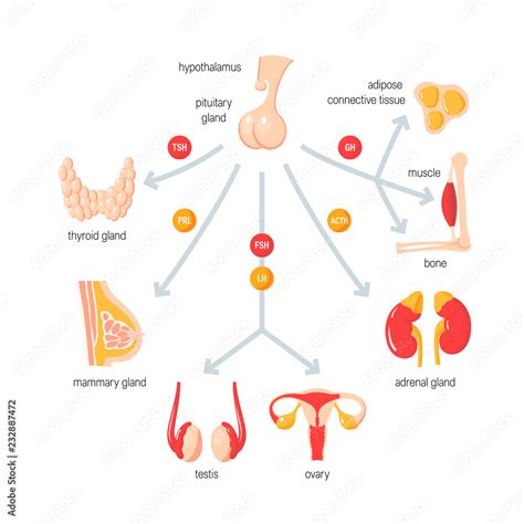 Endocrine System Function and Structure 的图像结果