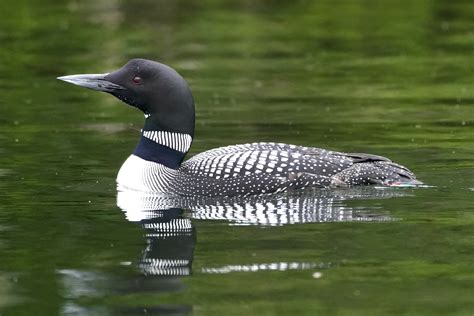 Canada National Bird Loon