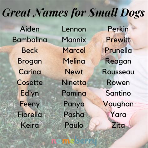 funny names small dogs - Funnywordpro Mania