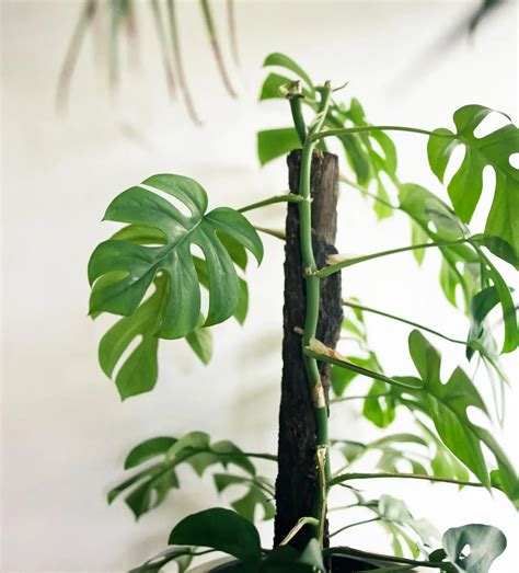 How to Stake a Monstera. A Step-by-Step Tutorial - Garden Fables
