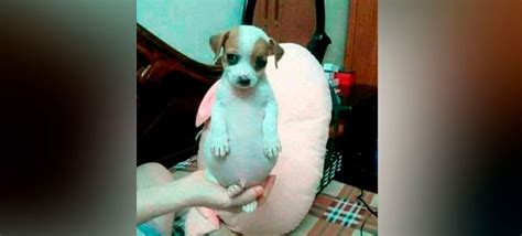 Image result for PIV Algorithm Cross Corellation