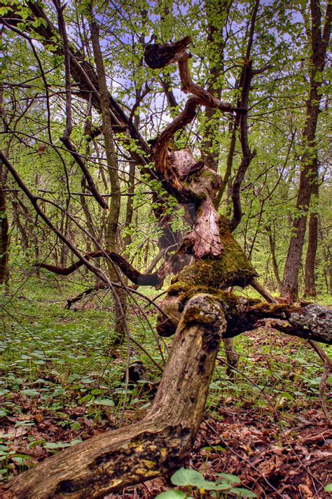 Image result for Anime Tree Ent