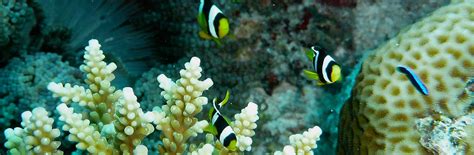 Gaafu Alifu Atoll | Malediven