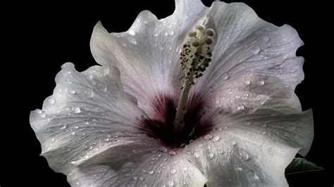 [100+] Hibiscus Flower Wallpapers | Wallpapers.com