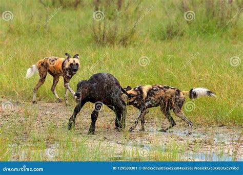 Wild Dogs Hunting in Zambia, Buffalo Calf with Predators. Wildlife Scene from Africa Stock Image ...
