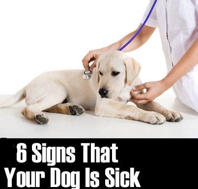 6 Symptoms That Tell Your Dog Is Sick – Petsworld