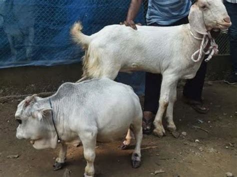Meet Rani, A 23-Month-Old Dwarf Cow In Bangladesh