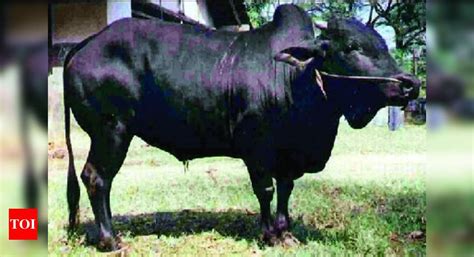 Kasaragod dwarf cattle may get native animal status - Times of India