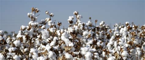 Why Supima Cotton T-shirts Are Best For Men