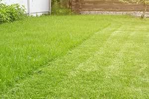 Grass Seeds for Playground Ground Coverage (12000 Healthy Seeds ...