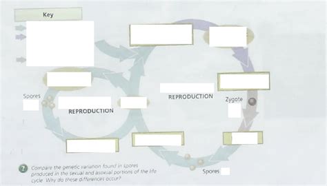 Fungi Reproduction Diagram | Quizlet