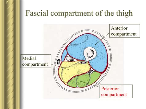 Posterior compartment of the thigh.ppt