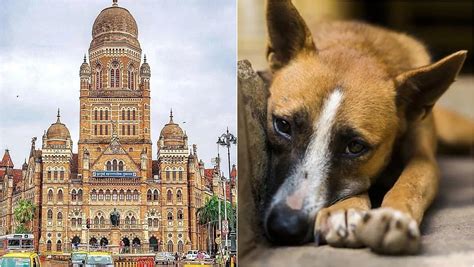 Mumbai News: Over 1,00,000 Dogs Vaccinated As BMC Pushes For Rabies ...