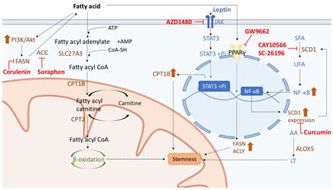 Potential Therapies Targeting Metabolic Pathways in Cancer Stem Cells