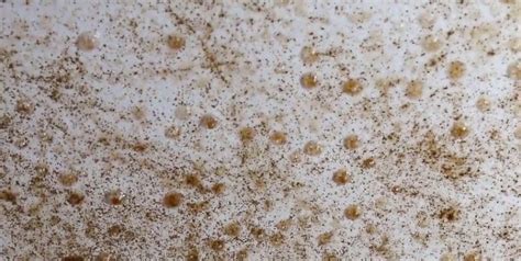 Furnace Humidifier Problems 的图像结果