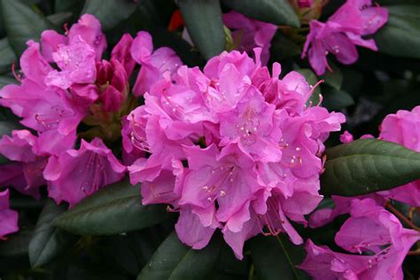 Rhododendron ‘Roseum Elegans’ | Kiefer Nursery: Trees, Shrubs, Perennials