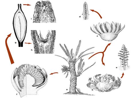 Type of Fossils and their Study Techniques - Botany Optional for UPSC ...