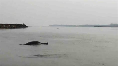 National Dolphin Day 2023 (US): Date, History, Facts about Dolphins