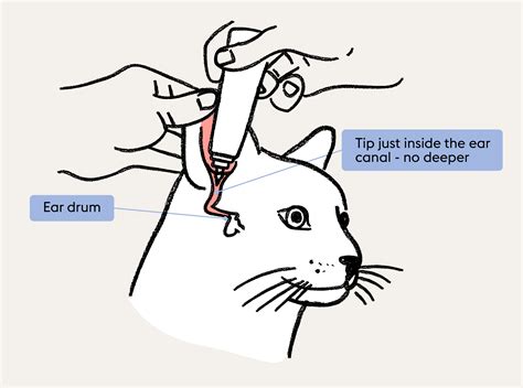 How to clean cat ears: A step-by-step guide | ManyPets