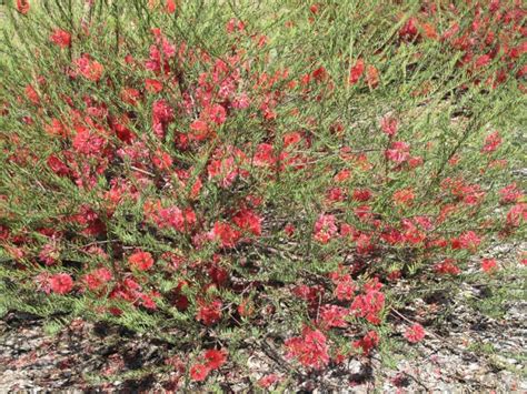Melaleuca fulgens - Scarlet Honey-myrtle | Royal Botanic Garden Sydney