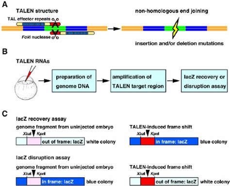 Image result for Alpha Complementation LacZ Assay