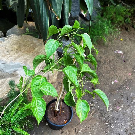 Pyrostegia Venusta Flaming Trumpet Plant