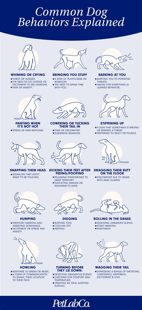 Behavior Of Dogs
